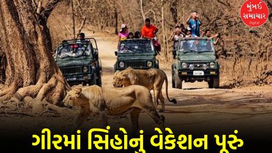 વેકેશન પૂરું! ગીરમાં સિંહ દર્શન એક અઠવાડિયું વહેલા શરૂ થશે, જાણો શું છે કારણ?