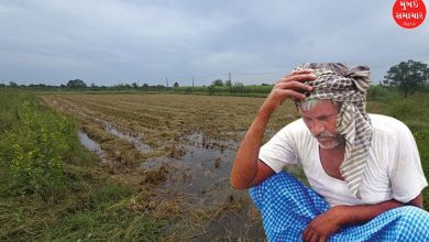 Heavy rains: Agriculture in 355 villages of Navsari district severely affected: Hope for government help