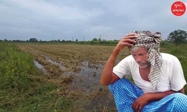 Heavy rains: Agriculture in 355 villages of Navsari district severely affected: Hope for government help