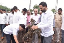 Fears of reduced groundnut production due to unseasonal rains: Farmers face double blow of price and losses