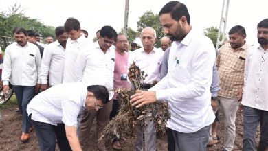 Fears of reduced groundnut production due to unseasonal rains: Farmers face double blow of price and losses