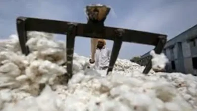 Purchase of cotton at support price