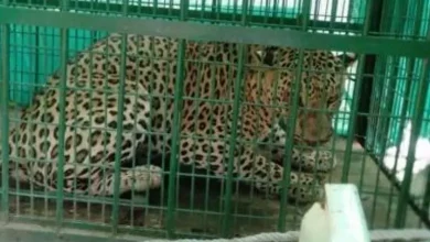 Savarkundla leopard caged