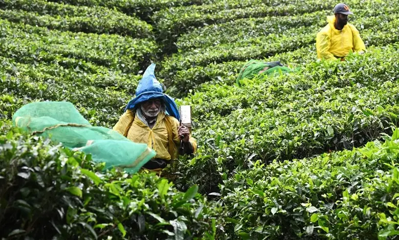 શિયાળામાં ચાના ખેતરમાં કામ કરતા કારીગરનું દ્રશ્ય, જે ચાની ગુણવત્તા જાળવવા માટે પત્તી ચૂંટવાનું અટકાવવાના નાના ઉત્પાદકોના અનુરોધને દર્શાવે છે.