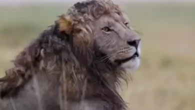 જંગલના રાજા કહેવાતા સિંહનું નામ લઈએ તો આંખો સામે તરવરી ઉઠે તેની રોયલ વોક, શાહી અંદાજ અને ઘટાદાર કેશવાળી... પરંતુ હાલમાં સોશિયલ મીડિયા પર એક સિંહની વીડિયો વાઈરલ થઈ રહ્યો