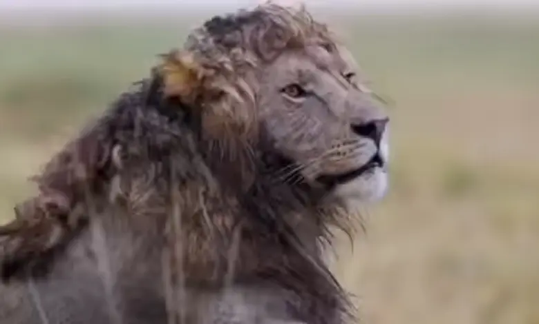 જંગલના રાજા કહેવાતા સિંહનું નામ લઈએ તો આંખો સામે તરવરી ઉઠે તેની રોયલ વોક, શાહી અંદાજ અને ઘટાદાર કેશવાળી... પરંતુ હાલમાં સોશિયલ મીડિયા પર એક સિંહની વીડિયો વાઈરલ થઈ રહ્યો