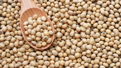 ભારતમાં સોયાબીનનું ઉત્પાદન ઘટવાની શક્યતા, સોયાબીનનો પાક અને SOPA નો અહેવાલ