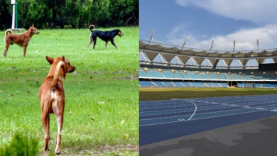 દિલ્હીના સ્ટેડિયમમાં રખડતું કૂતરું અથવા સારવાર લેતા કોચ