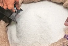 Sugar Prices Fall in Maharashtra"