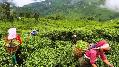 Tea production decreased