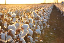 'સફેદ સોના'માં ગુજરાત અવ્વલ: આજે 'વિશ્વ કપાસ દિવસ', જાણો કપાસના ઉત્પાદનમાં દેશે ગુમાવેલી બાજી ગુજરાતે કેવી રીતે પલટી?