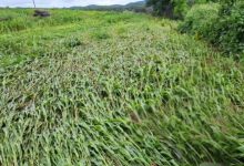 કચ્છના ખેતરોમાં કમોસમી વરસાદથી ભરાયેલા પાણી અને ઇસબગુલ, કપાસ, જીરુંના પાકને થયેલું નુકસાન