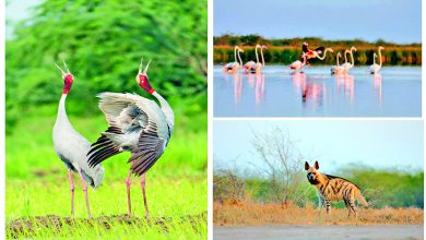 વન્યજીવ - પ્રકૃતિ - જંગલ પ્રત્યે સંવેદનાની ઉજવણીનું અનોખું પર્વ