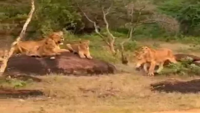 Video: Tourists are delighted to see 11 lion cubs at once in Barda Jungle Safari