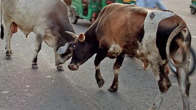 Two bulls fight on Nadiad-Kapadvanj highway, authorities fail to catch stray cattle