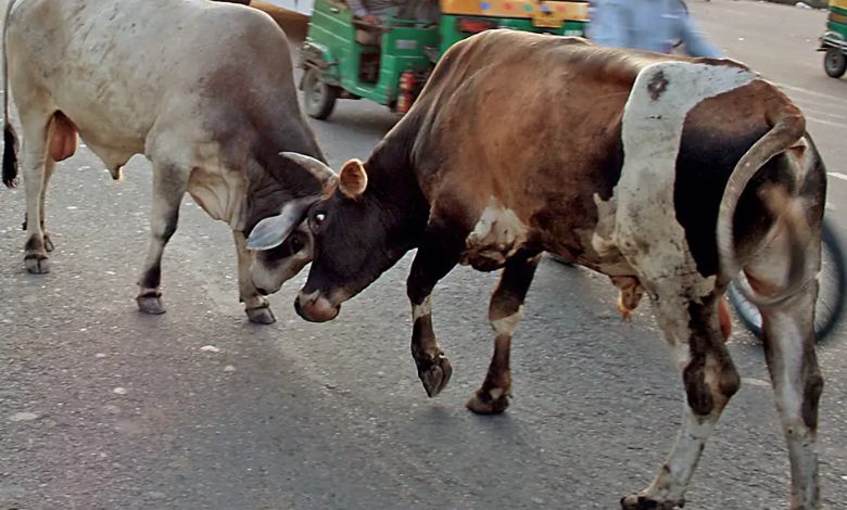 Two bulls fight on Nadiad-Kapadvanj highway, authorities fail to catch stray cattle