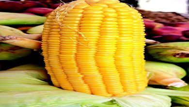 ભારતમાં મકાઈનું કુલ વાવેતર અને ઉત્પાદન