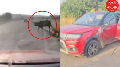 What happened after a cow suddenly appeared on the Mumbai-Goa highway, see the visuals?