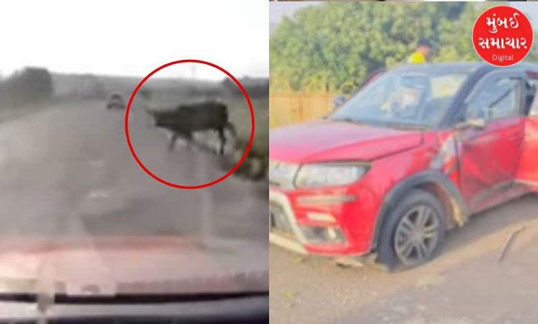 What happened after a cow suddenly appeared on the Mumbai-Goa highway, see the visuals?