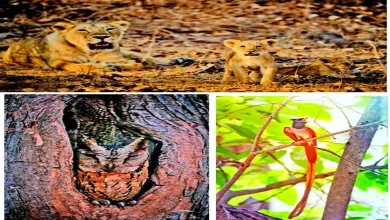 Travel Plus: Come meet the pride of Gujarat