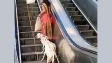 માત્ર શ્વાન કે બિલાડી જ શું કામ, મોલમાં બકરી લઈને આવી આ મહિલા, જુઓ વીડિયો