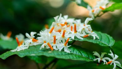 Keep these things in mind while planting Parijat plants at home