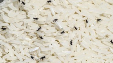 Want to drive away the insects from rice? Housewives, try this home remedy, the insects will be eliminated