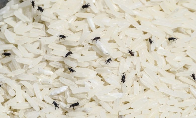 Want to drive away the insects from rice? Housewives, try this home remedy, the insects will be eliminated