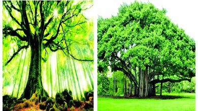 Focus: Can these trees save the world from global warming?