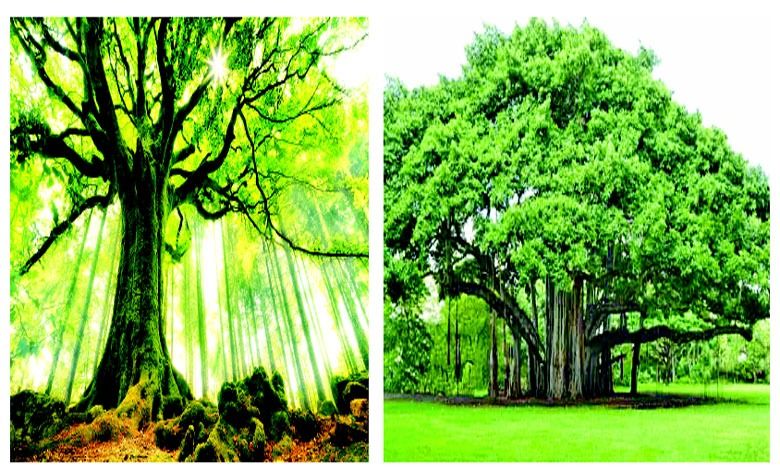 Focus: Can these trees save the world from global warming?