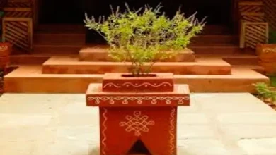 Not only lamps on Diwali, this plant will also brighten your luck