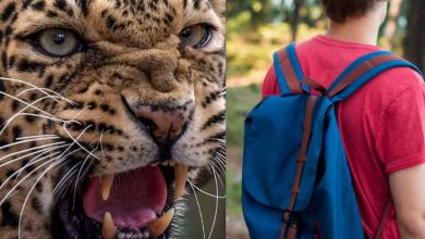 11-year-old boy dares to fight leopard in forest: School bag saves his life