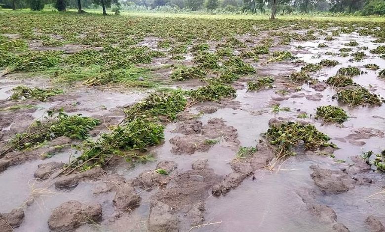 માવઠાના કારણે 27 વીઘાના પાક નિષ્ફળ ગયો પણ ખેડૂતને મળ્યું ફક્ત ૨ રૂપિયાનું વળતર!