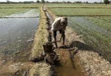 ગુજરાતમાં માવઠું બન્યું 'મોત'નું કારણ: ૩ અઠવાડિયામાં સૌરાષ્ટ્રમાં ૬ ખેડૂતોએ આત્મહત્યા કરી