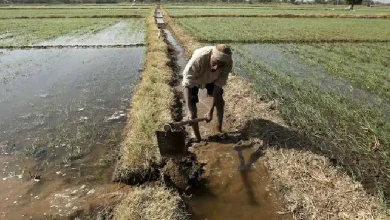 ગુજરાતમાં માવઠું બન્યું 'મોત'નું કારણ: ૩ અઠવાડિયામાં સૌરાષ્ટ્રમાં ૬ ખેડૂતોએ આત્મહત્યા કરી