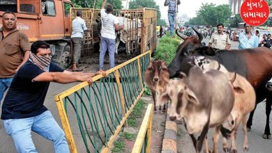 This area in Ahmedabad has been declared a 'cattle-free zone', selling of grass has also been banned.