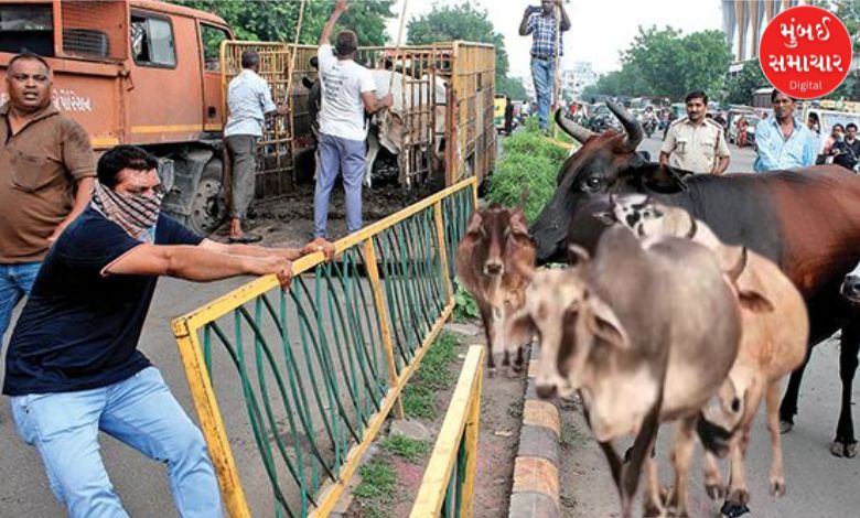 This area in Ahmedabad has been declared a 'cattle-free zone', selling of grass has also been banned.