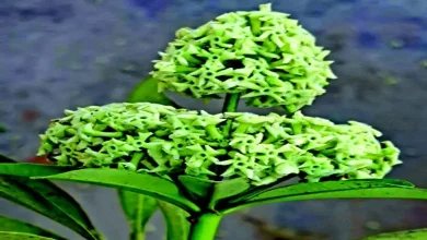 સપ્તપદી (સપ્તપર્ણી) કોનોકારપસ નામનું વૃક્ષ (ઝાડ) એક અલગ ભાતનું વિશિષ્ટ ધરાવે છે! ‘જી હા’ શિયાળાનો સમય હતો મંદ મંદ શિતલહેરમાં મસ્ત માદક સુગંધ રોડ પર આવે