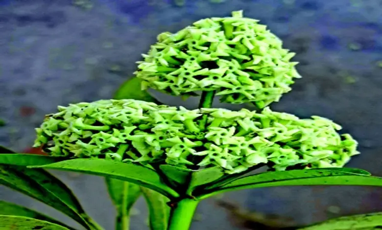 સપ્તપદી (સપ્તપર્ણી) કોનોકારપસ નામનું વૃક્ષ (ઝાડ) એક અલગ ભાતનું વિશિષ્ટ ધરાવે છે! ‘જી હા’ શિયાળાનો સમય હતો મંદ મંદ શિતલહેરમાં મસ્ત માદક સુગંધ રોડ પર આવે