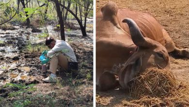 ઝઘડિયા GIDCમાં કેમિકલનો કેર: એકસાથે ૮ ગાયોના રહસ્યમય મોતથી પંથકમાં ચકચાર