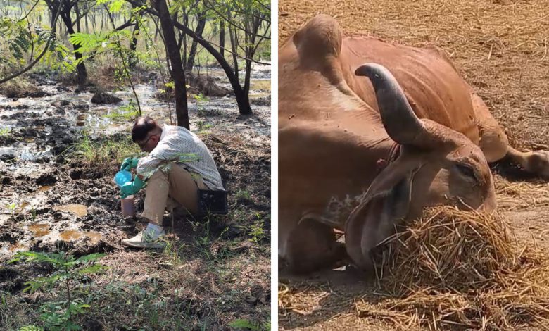 ઝઘડિયા GIDCમાં કેમિકલનો કેર: એકસાથે ૮ ગાયોના રહસ્યમય મોતથી પંથકમાં ચકચાર