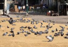 મુંબઈમાં ચાર જગ્યાએ કબુતરો માટે સવારના ૭ થી ૯ કંટ્રોલ ફીડિંગની મંજૂરી નિષ્ણાતોનો અહેવાલ આવે અને કોર્ટનો આદેશ આવે ત્યાં સુધી કામચલાઉ વ્યવસ્થા