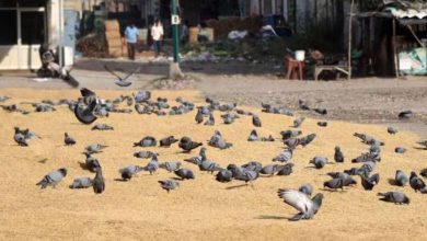 મુંબઈમાં ચાર જગ્યાએ કબુતરો માટે સવારના ૭ થી ૯ કંટ્રોલ ફીડિંગની મંજૂરી નિષ્ણાતોનો અહેવાલ આવે અને કોર્ટનો આદેશ આવે ત્યાં સુધી કામચલાઉ વ્યવસ્થા