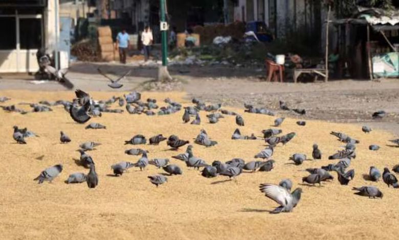 મુંબઈમાં ચાર જગ્યાએ કબુતરો માટે સવારના ૭ થી ૯ કંટ્રોલ ફીડિંગની મંજૂરી નિષ્ણાતોનો અહેવાલ આવે અને કોર્ટનો આદેશ આવે ત્યાં સુધી કામચલાઉ વ્યવસ્થા