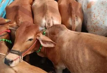 ભિવંડીના કોશિંબે ફાટા નજીક, પોલીસ ટીમને કચડવાનો પ્રયાસ કરી ગાયોને કતલખાને લઈ જઈ રહેલા ટેમ્પોનો પીછો કરતી પોલીસ.