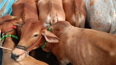 ભિવંડીના કોશિંબે ફાટા નજીક, પોલીસ ટીમને કચડવાનો પ્રયાસ કરી ગાયોને કતલખાને લઈ જઈ રહેલા ટેમ્પોનો પીછો કરતી પોલીસ.