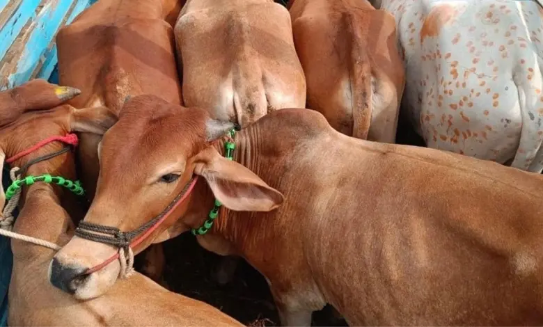 ભિવંડીના કોશિંબે ફાટા નજીક, પોલીસ ટીમને કચડવાનો પ્રયાસ કરી ગાયોને કતલખાને લઈ જઈ રહેલા ટેમ્પોનો પીછો કરતી પોલીસ.