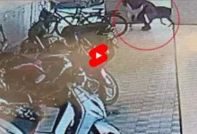 અમદાવાદમાં પાળતું શ્વાને બે બાળકને કરડી ખાધાઃ જુઓ વીડિયો