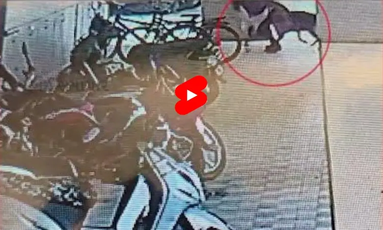 અમદાવાદમાં પાળતું શ્વાને બે બાળકને કરડી ખાધાઃ જુઓ વીડિયો