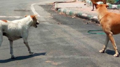 અમદાવાદમાં કૂતરાંનો આતંક, સોલા સિવિલમાં જ ચાલુ વર્ષે 17 હજારથી વધારે કેસ